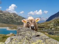 Schau mir in die Augen, Kleines